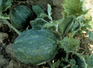 Blistered melon leaves with jagged edges, slightly mosaic fruit.  <b> Zucchini yellow mosaic virus </b> (<i> Zucchini yellow mosaic virus </i>, ZYMV)