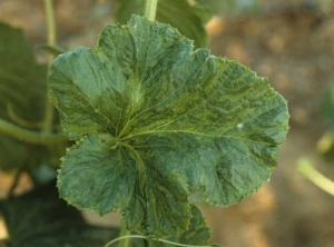 This leaf shows a "vein banding", as well as a slight embossing of the limbus.  <b> Papaya ring spot virus </b> (<i> Papaya ring spot virus </i>, PRSV)