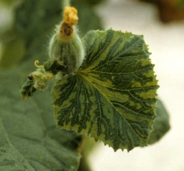 A lightening of the inter-vein tissues is observed on this melon leaf, those near the veins remain green ("vein banding").  <b> Papaya ring spot virus </b> (<i> Papaya ring spot virus </i>, PRSV)