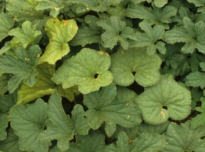 Onset of jaundice, symptoms worsen over time.  <b> Lettuce infectious yellows virus </b> (<i> Lettuce infectious yellows virus </i>, LIYV)