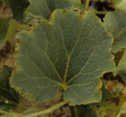 Necrosis of the periphery of the leaf blade of a melon leaf accompanied by yellowing.  <b> Excess salinity </b>