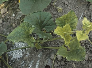 Rapid yellowing and whitening rather affecting the leaves at the apex.  <b> Phytotoxicity </b>