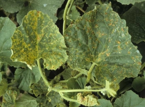 Several leaves of the apex are covered with small chlorotic to necrotic lesions;  note the presence of a young leaf drying out.  <b> Melon screen virus </b> (<i> Melon necrotic spot virus </i>, MNSV)