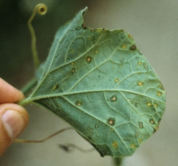 Lesions caused by <b> Melon Screen Virus </b>, seen on the underside of the leaf blade, are small, limited in size and fatty, their center quickly becoming necrotic.  (<i> Melon necrotic spot virus </i>, MNSV)
