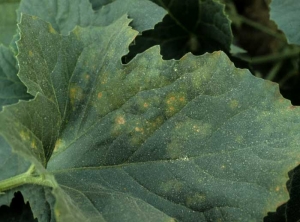 Diffuse spots, chlorotic and necrotic, on the upper surface of a melon leaf. <b> Intumescences </b>