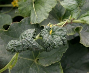 Young leaves are blistered and rolled up.  (<b> aphids </b>)