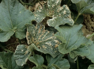 Necrotic inter-nerves alterations;  the dried-out tissue splits and gives the melon leaf a crumpled and torn appearance.  <b> Wind damage </b>