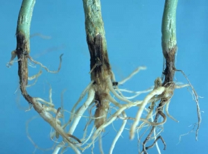 The stem and crown of these young melon plants are dark brown, corky in appearance, and shallowly rotten.  <i> <b> Thanatephorus cucumeris </b> </i> (<i> Rhizoctonia solani </i>)