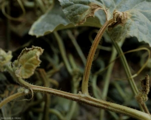 Superficial brown necrosis called "in marker stroke" (= streak) on petiole and on melon apex.  <b> Zucchini yellow mosaic virus </i>, ZYMV) </b>