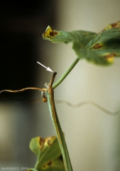 A rather superficial dark brown to brown weathering developed on this melon stem from a pruning wound.  <b> Melon screen virus (<i> Melon necrotic spot virus </i>, MNSV) </b>