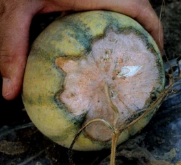 fusarium_melon_DB_358