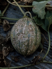 Transverse and longitudinal corky cracks covering a melon fruit.  <b> Zucchini yellow mosaic virus </b> (<i> Zucchini yellow mosaic virus </i>, ZYMV)