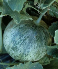 Discreet mosaic on melon fruit.  <b> Cucumber mosaic virus </b> (<i> Cucumber mosaic virus </i>, CMV)