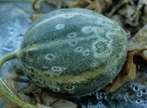 Ring spots on green fruit.  <b> Zucchini yellow mosaic virus </b> (<i> Zucchini yellow mosaic virus </i>, ZYMV)