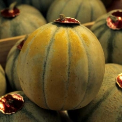 Some ribs of this melon fruit are partially yellow.  <b> Physiological yellowing of fruits </b>