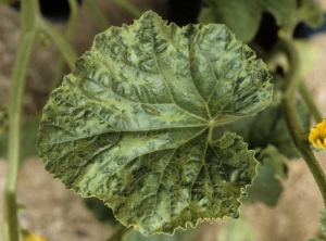  <b> <i>Watermelon mosaic virus</i> </b> WMV