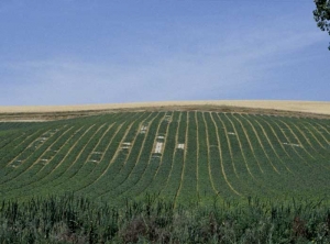 Several foci of dying plants are visible in this <b> <i> Fusarium oxysporum </i> f.  sp.  <i>melonis</i> </b>