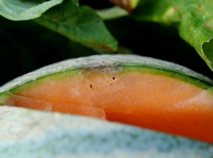 <b><i>Pseudomonas syringae</i> pv. <i>aptata</i></b> on melon