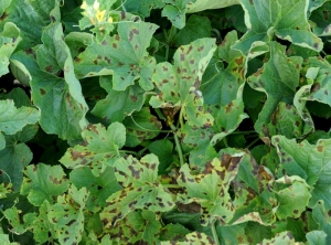 <i><b>Pseudoperonospora cubensis</b></i> on melon