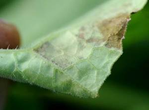 Numerous sporangiophores bearing sporangia form the grayish to mauve down visible on the underside of the blade.  <i> <b> Pseudoperonospora cubensis </b> </i> (downy mildew)