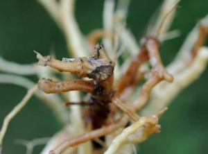 On this root we can distinguish a more or less circular and blackish alteration, surrounded by a blacker "border" corresponding to the pseudo-stroma of <i> <b> Phomopsis sclerotioides </b> </i>.  (black root rot)