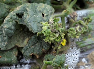 The proliferation of <b> aphids </b> on this melon branch prematurely blocked its growth.