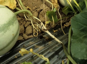 <b><i>Sclerotinia sclerotiorum</i></b> on melon