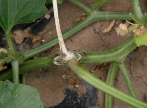 S-sclerotiorum_melon_DB_765