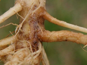 Degraded root tissue is moist and light to dark brown in color.  <i> <b> Thielaviopsis basicola </b> </i> (black rot)