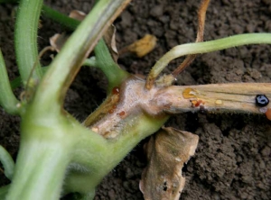 <b><i>Fusarium oxysporum</i> f. sp. <i>melonis</i></b> on melon