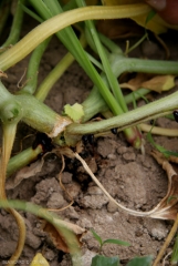 <b><i>Fusarium oxysporum</i> f. sp. <i>melonis</i></b> on melon