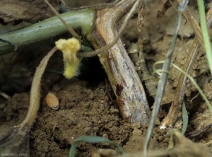 On this large necrotic lesion on the bottom of this melon stem, <b> <i> Fusarium oxysporum </i> f.  sp.  <i>melonis</i> </b> sporulated heavily.  We can clearly see the many pinkish-white sporodochia of the fungus partially covering the lesion.