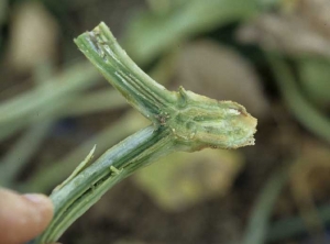 <b><i>Fusarium oxysporum</i> f. sp. <i>melonis</i></b> on melon