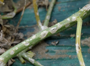 This melon stem is covered with beigeish necrotic lesions, longitudinal bursts corresponding to the points of impact of the hailstones.  <b> Hail damage </b>