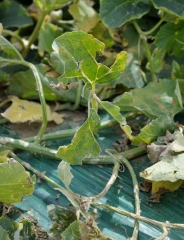 Melon leaves more or less shredded by hailstones.  <i> <b> Hail damage </b> </i>