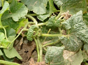 <b>Aphid damage</b> on melon