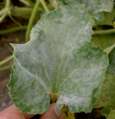 <i> <b> Podosphaera xanthii </b> </i> or <i> <b> Golovinomyces cichoracearum </b> </i> have totally colonized this melon leaf whose photosynthetic activity is very disturbed.  (powdery mildew)