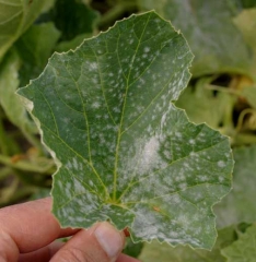 Numerous powdery whitish spots now cover a good part of the lamina, some of them have coalesced in places.  <i> <b> Podosphaera xanthii </b> </i> or <i> <b> Golovinomyces cichoracearum </b> </i> (powdery mildew)