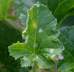 A few circular spots, powdery and whitish, gradually spread over this melon leaf.  <b> <i> Podosphaera xanthii </i> </b> or <i> <b> Golovinomyces cichoracearum </b> </i> (powdery mildew)