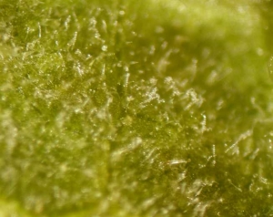 P.fuliginea_Melon_sporulation