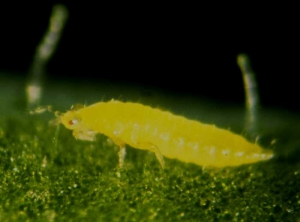 Larva of <b>thrips</b>.