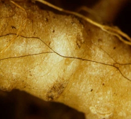 Rhizoctonia