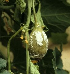 On this young moist and dark fruit, <i> <b> Sclerotinia sclerotiorum </b> </i> settled from the senescent floral parts.  (sclerotinia)