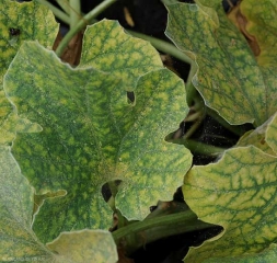 A discreet web connects several leaves of chlorotic melon.  <i> <b> Tetranychus urticae </b> </i> (tetranic weaver)