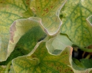 Many mites walk on this web.  <i> <b> Tetranychus urticae </b> </i> (tetranic weaver)