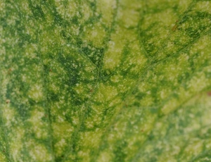 Detail of chlorotic lesions on the upper surface of the limbus.  <i> <b> Tetranychus urticae </b> </i> (tetranic weaver)