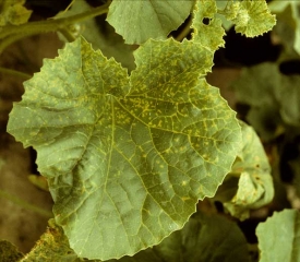 Several chlorotic lesions dot this leaf, mainly the portion near the petiole.  <b> Melon screen virus </b> (<i> Melon necrotic spot virus </i>, MNSV)
