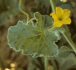 Leaf symptom of <b> Cucumber mosaic virus </b>: "vein banding" affecting only a few veins.  (<i> Cucumber mosaic virus </i>, CMV)