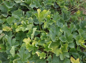 Several leaves of this melon stalk are more or less chlorotic.  <b> Aphid-transmitted Cucurbit yellows virus </b> (<i> Cucurbit aphid-born yellows virus </i>; CABIV)