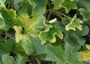 Detail of a homogeneous inter-vein yellowing on melon leaves.  <b> Aphid-transmitted Cucurbit yellows virus </b> (<i> Cucurbit aphid-born yellows virus </i>; CABIV)